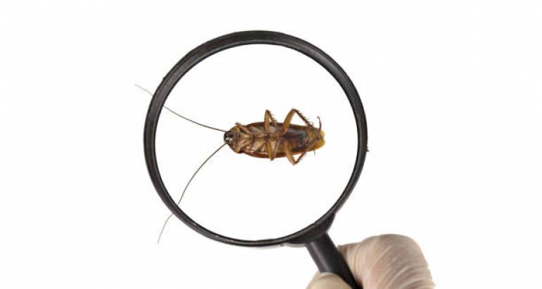 Разбиране на алергията към хлебарки: Скритата заплаха в нашите домове