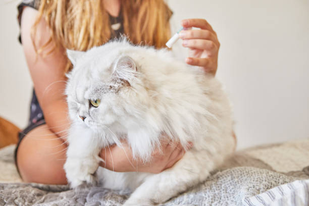 Как да убиваме бълхи при котки: Естествени лекарства против бълхи за котки