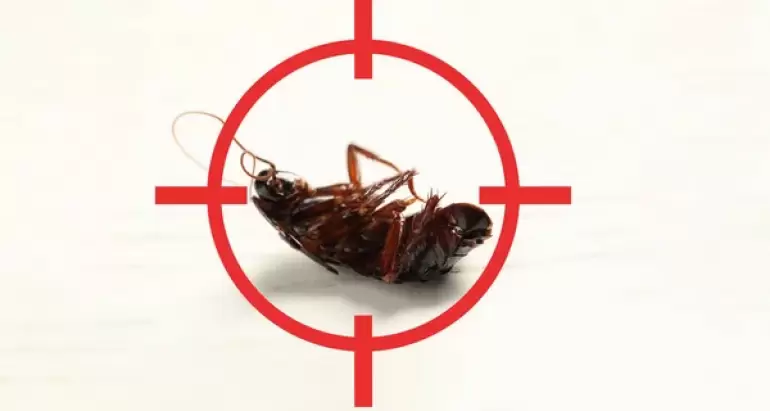 Най-доброто ръководство за премахване на хлебарки в кухнята