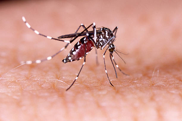 Комари и болести: Превенцията и заплахата от болести, пренасяни от комари