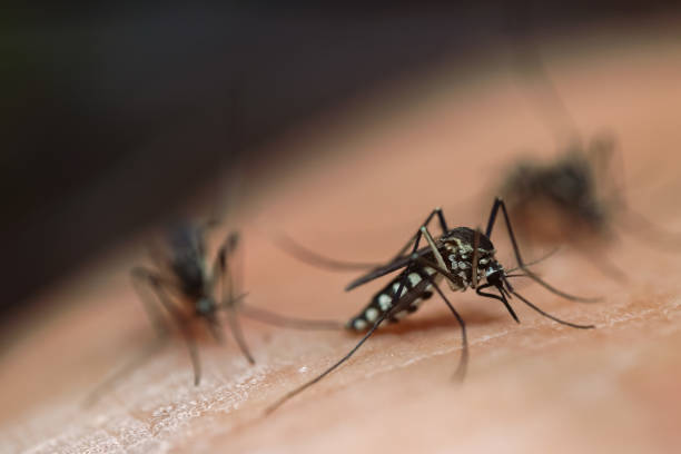 Комари и болести: Превенцията и заплахата от болести, пренасяни от комари