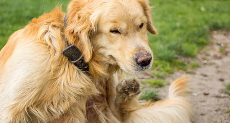Естествени средства против бълхи за кучета: Как да премахнете бълхи от кучета