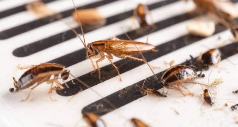 Унищожаване на хлебарки: Защо наемането на професионална служба за контрол е най-доброто решение?