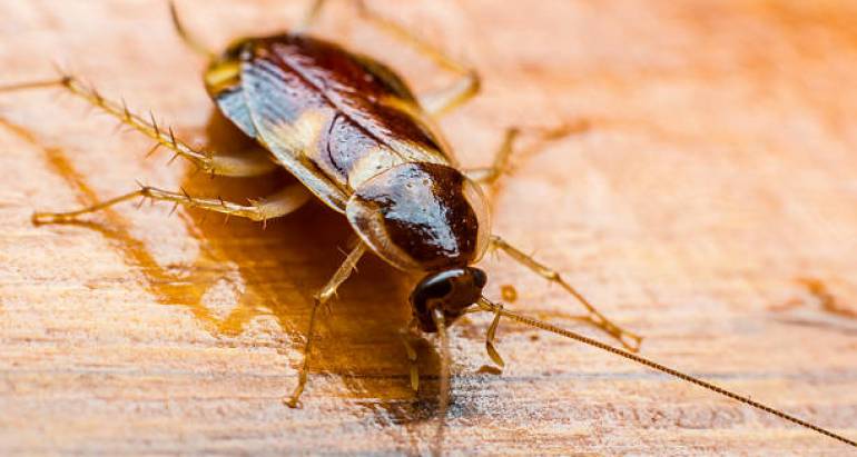 Различните видове хлебарки: Задълбочено ръководство и методи за убиване на хлебарки