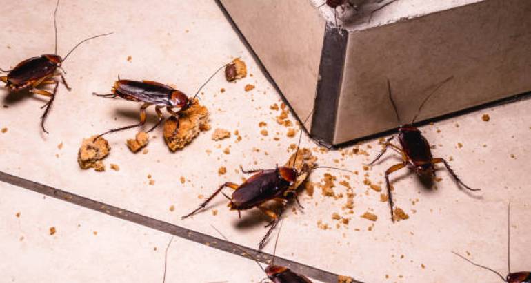 Глобалният проблем с хлебарките: нарастваща загриженост за общественото здраве