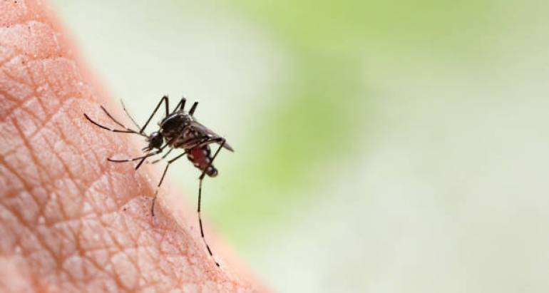 8 лесни домашни средства за лечение на ухапвания от комари: естествено лечение за сърбеж и подуване