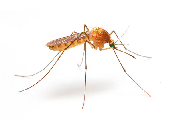 Проучване на растението против комари: естествено решение за досадните комари