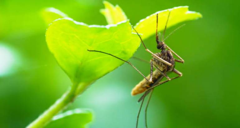 Проучване на растение против комари: естествено решение за досадните комари
