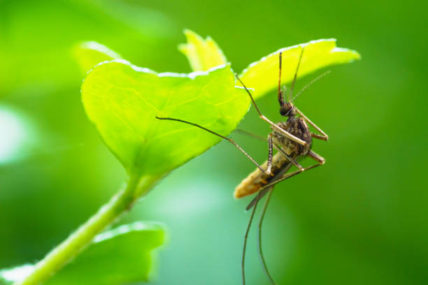 Проучване на растение против комари: естествено решение за досадните комари