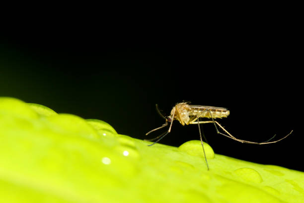 Проучване на растението против комари: естествено решение за досадните комари