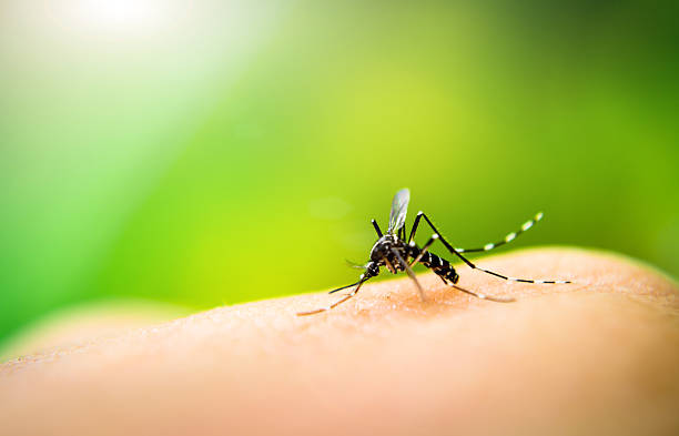 Естествен репелент против комари