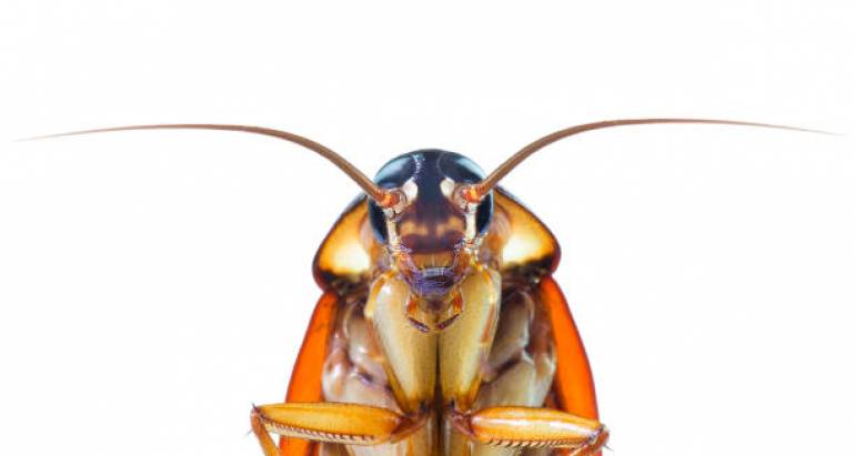 Страшни факти за хлебарките и как да се отървете от тях