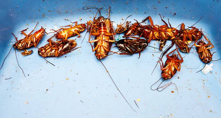 Премахване на хлебарки: Ръководство за най-добрите капани и примамки