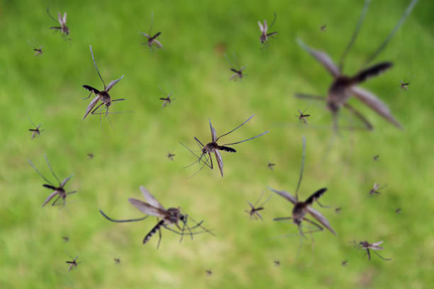 Контрол на комарите в двора