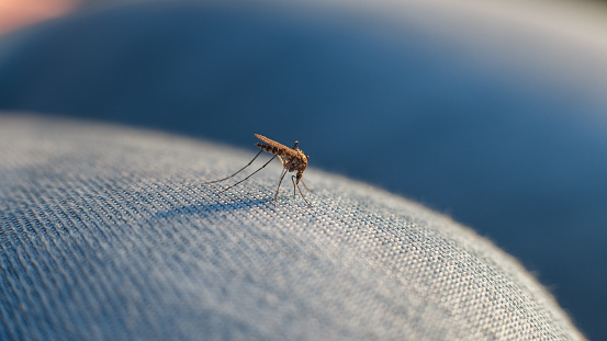 Облекло против комари: Най-доброто решение да се предпазите от болести, пренасяни от комари