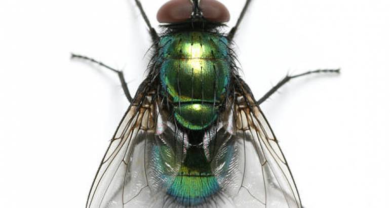 Кажете сбогом на мухите: Ефективни начини да се отървете от мухите