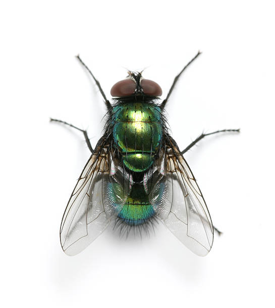 Направи си сам борба с мухите: Ефективни начини да държите мухите далеч от дома си