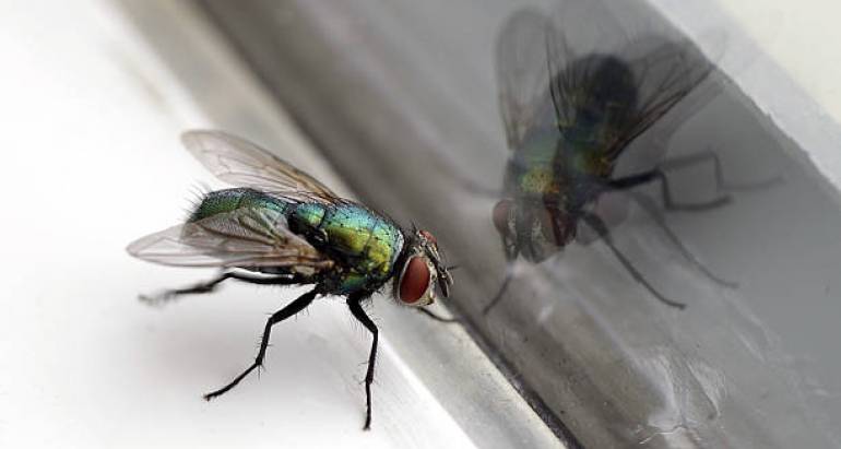 Направи си сам борба с мухите: Ефективни начини да държите мухите далеч от дома си