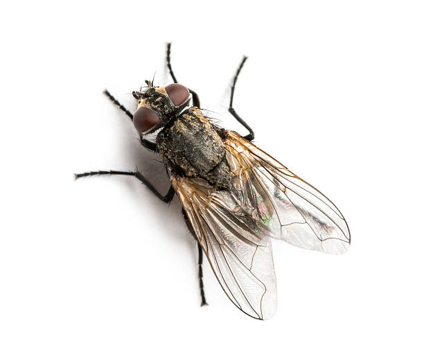 Растения за отблъскване на мухи: Пазете пространството си от вредители по естествен път