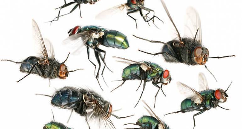 Контрол на мухите за домове: Ефективни стратегии за предпазване от мухи