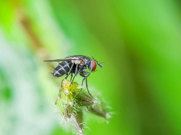 Естествени начини да се отървете от мухите: 14 ефективни метода