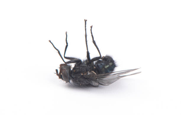 Естествени начини да се отървете от мухите: 14 ефективни метода