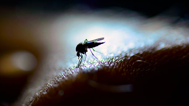 Капани за комари на открито: изчерпателно ръководство
