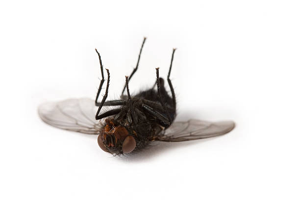 Съвети за предотвратяване на мухи: Пазете дома си от досадни мухи
