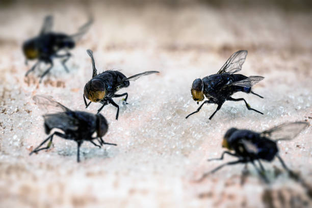 Съвети за предотвратяване на мухи: Пазете дома си от досадни мухи