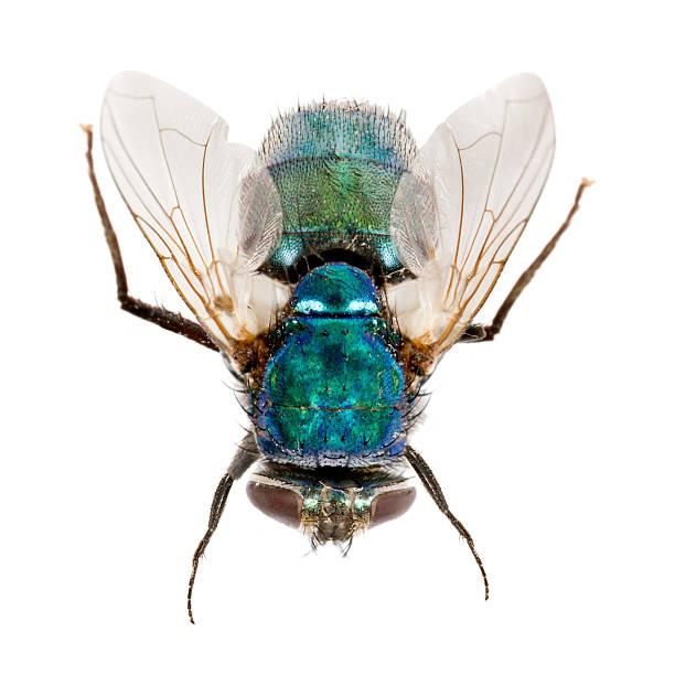 Услуги за борба с мухите: Как да запазите дома и бизнеса си без мухи