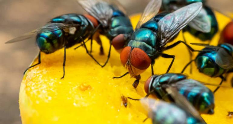 Домашен репелент срещу мухи: 12 естествени методи за борба с мухите