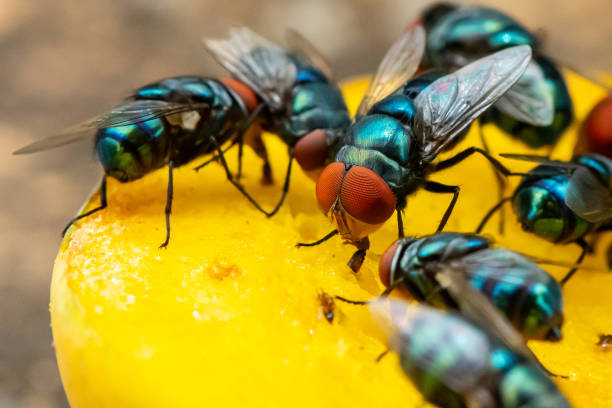 Домашен репелент срещу мухи: 12 естествени метода за борба с мухите