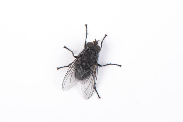 Домашен репелент срещу мухи: 12 естествени метода за борба с мухите