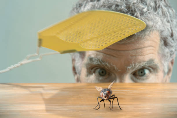 10 ефективни капана за мухи за дома: видове, предимства и как да изберете