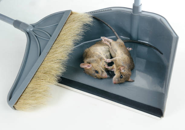 Как да предпазите мишките от колата си: съвети и стратегии