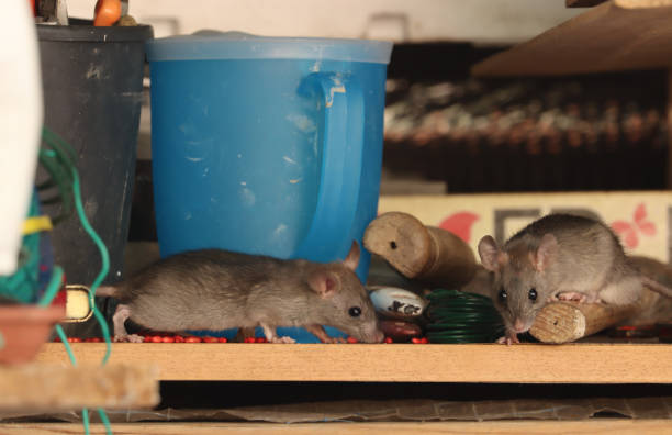 Признаци за заразяване с мишки и превенция: Изчерпателно ръководство