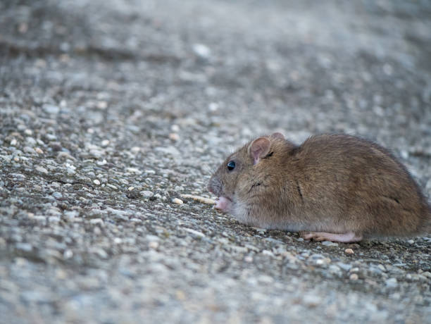 Признаци за заразяване с мишки и превенция: Изчерпателно ръководство