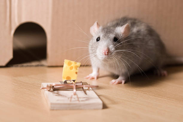 Най-добрите капани за мишки за домашна употреба: Пазете дома си от мишки