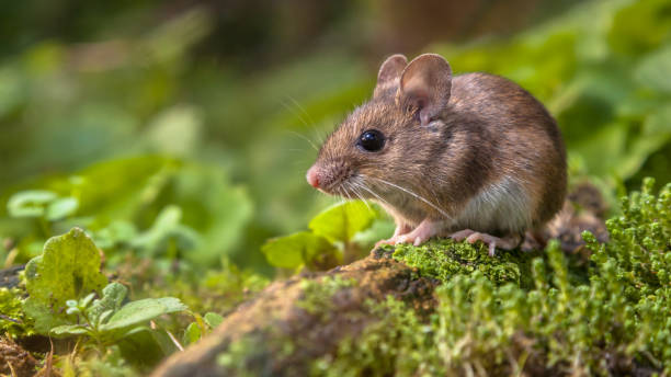 Как да се отървете от мишките по естествен път: Ефективни методи за борба с вредителите
