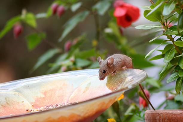 Как да се отървете от мишките по естествен път: Ефективни методи за борба с вредителите